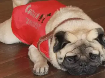 Виховання і допомога: готель для собак і курси для осіб з ментальною інвалідністю