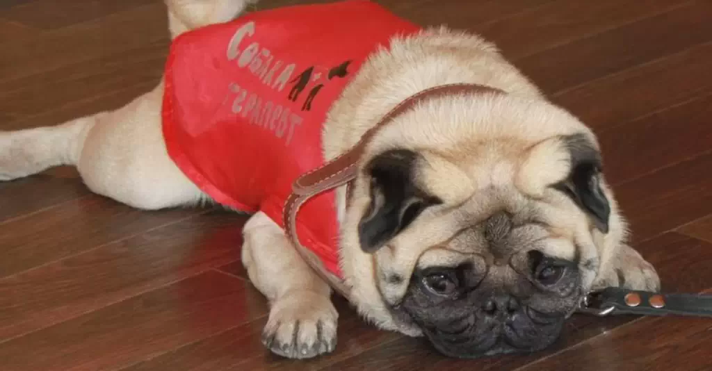 Виховання і допомога: готель для собак і курси для осіб з ментальною інвалідністю