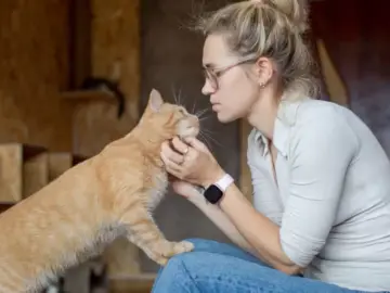 Ветеринарний центр «КОТОХАТА» – безпечний прихисток для всіх тварин у Києві