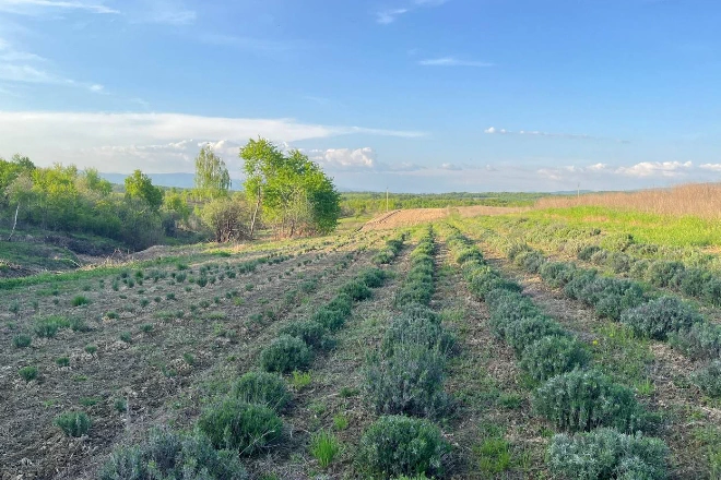 Лавандове поле Вертеп: квіткова мрія для відродження села