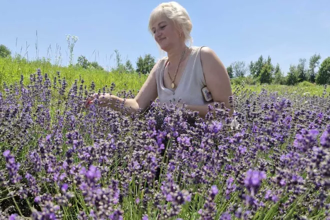 Лавандове поле Вертеп: квіткова мрія для відродження села