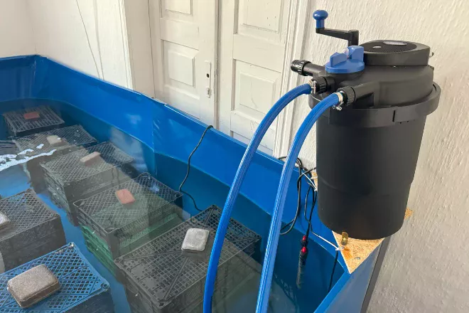 Ветеранський бізнес у селі: креветки, стабільність і майбутнє